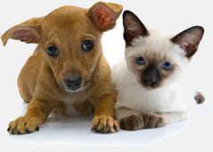 Pets at the clinic